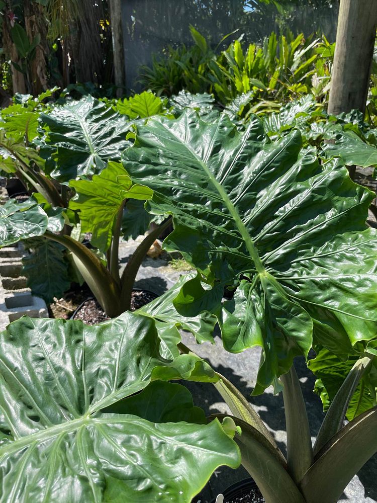 alocasia-low-rider-elephant-ear