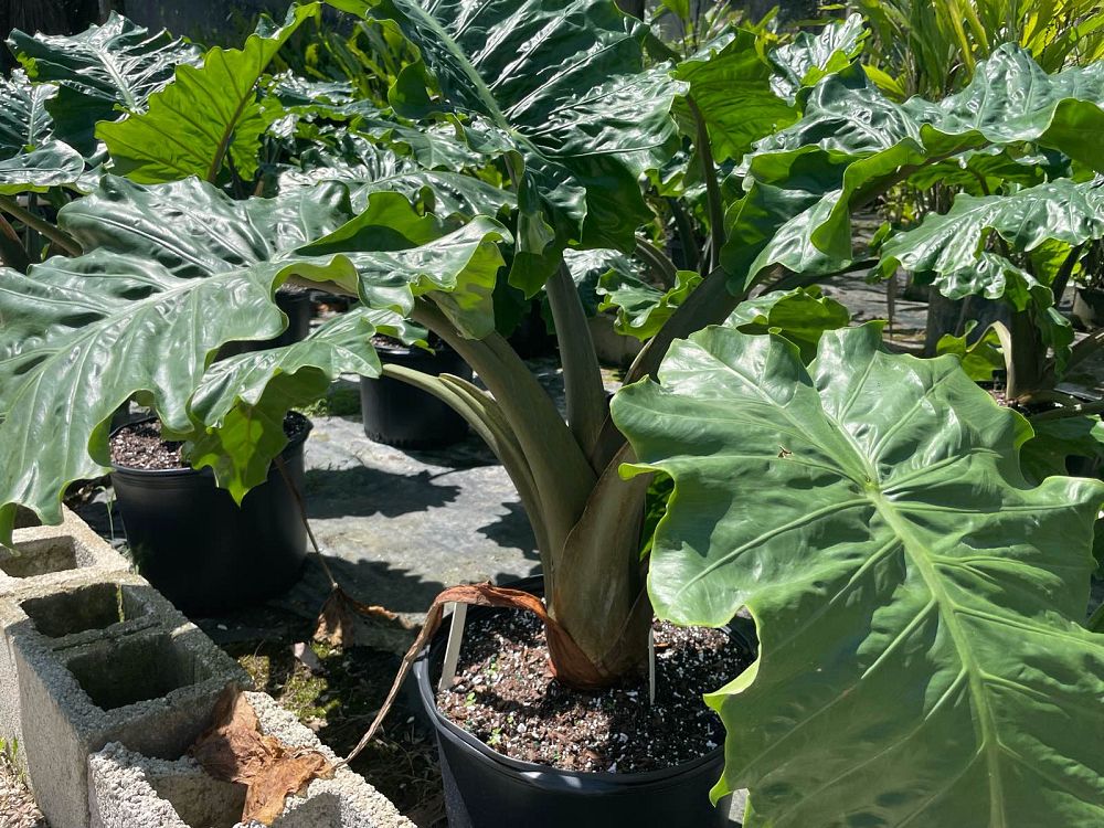 alocasia-low-rider-elephant-ear