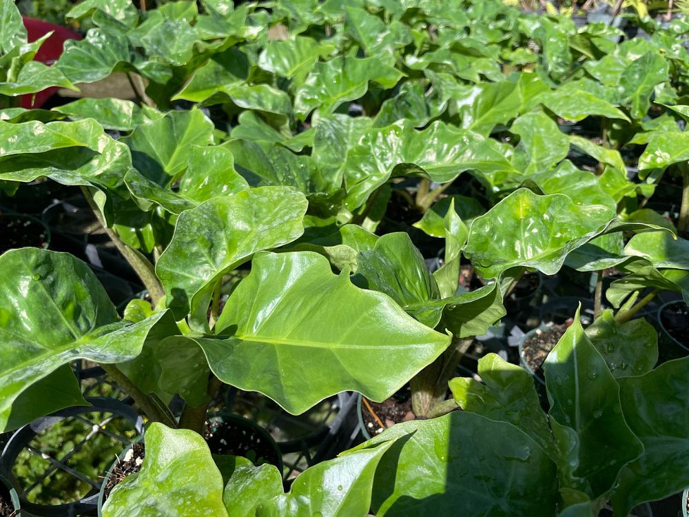 alocasia-low-rider-elephant-ear
