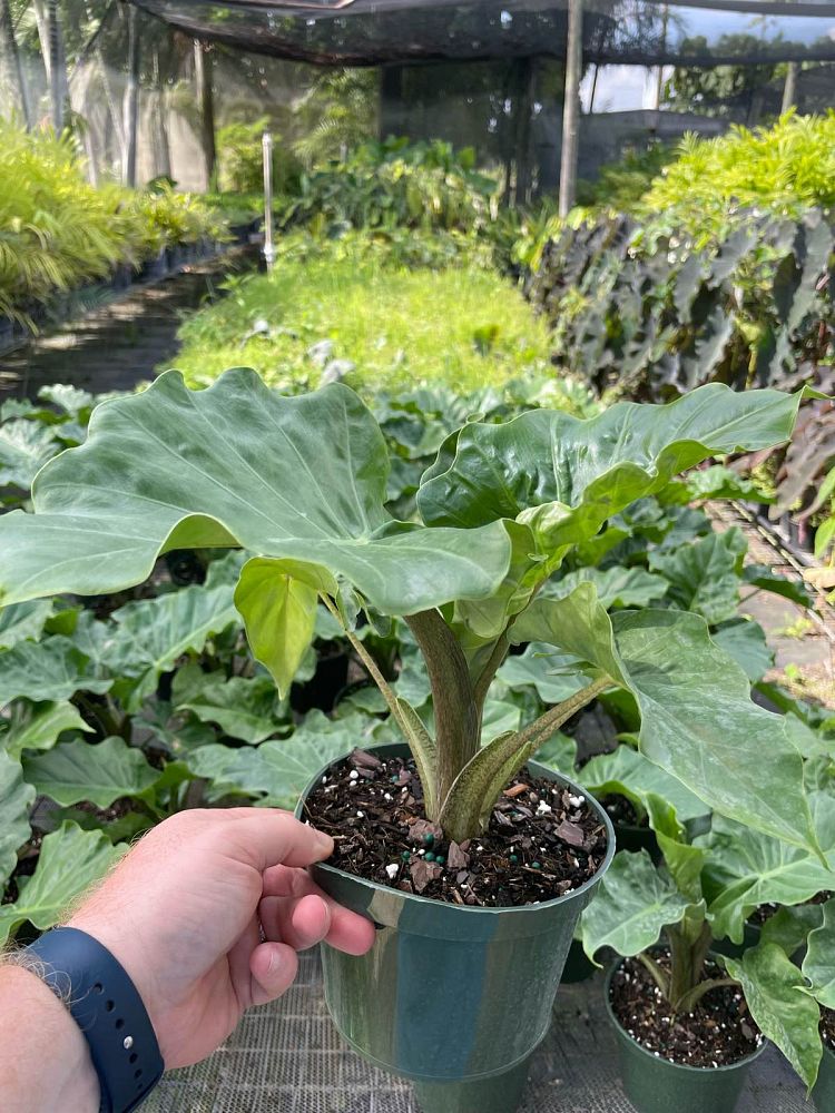 alocasia-low-rider-elephant-ear