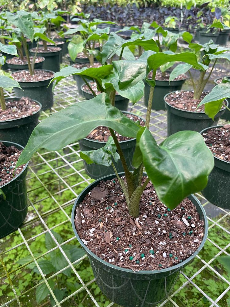 alocasia-low-rider-elephant-ear