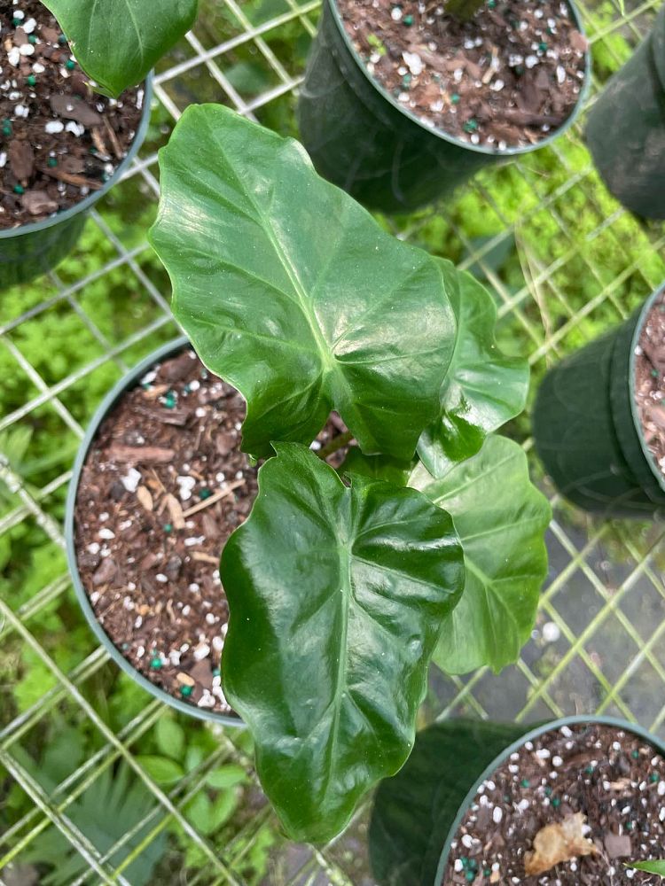 alocasia-low-rider-elephant-ear