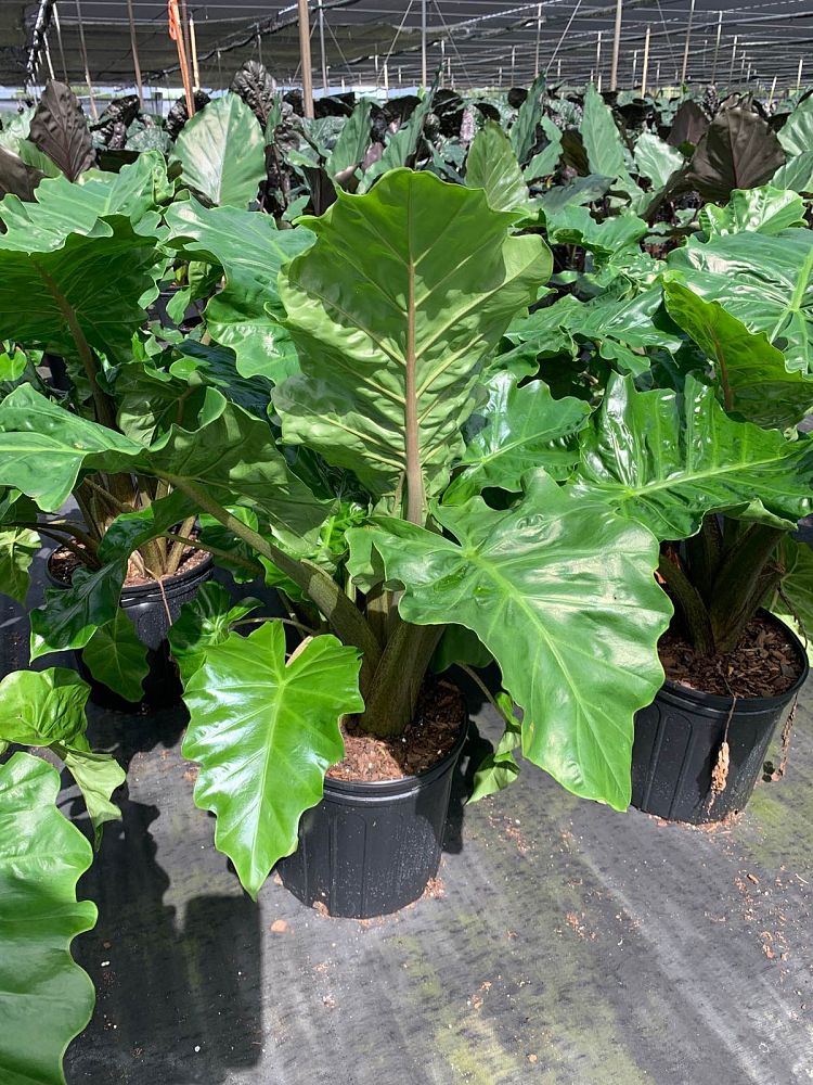 alocasia-low-rider-elephant-ear