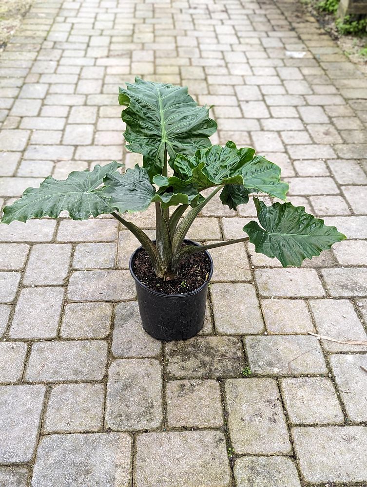 alocasia-low-rider-elephant-ear