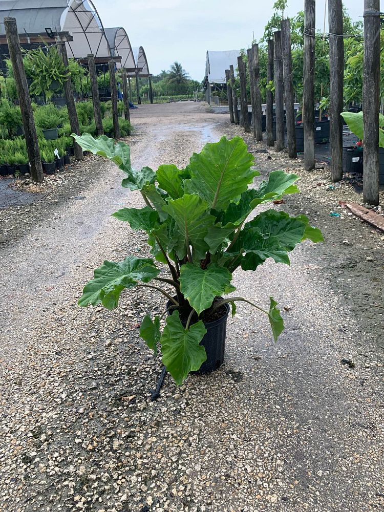 alocasia-low-rider-elephant-ear