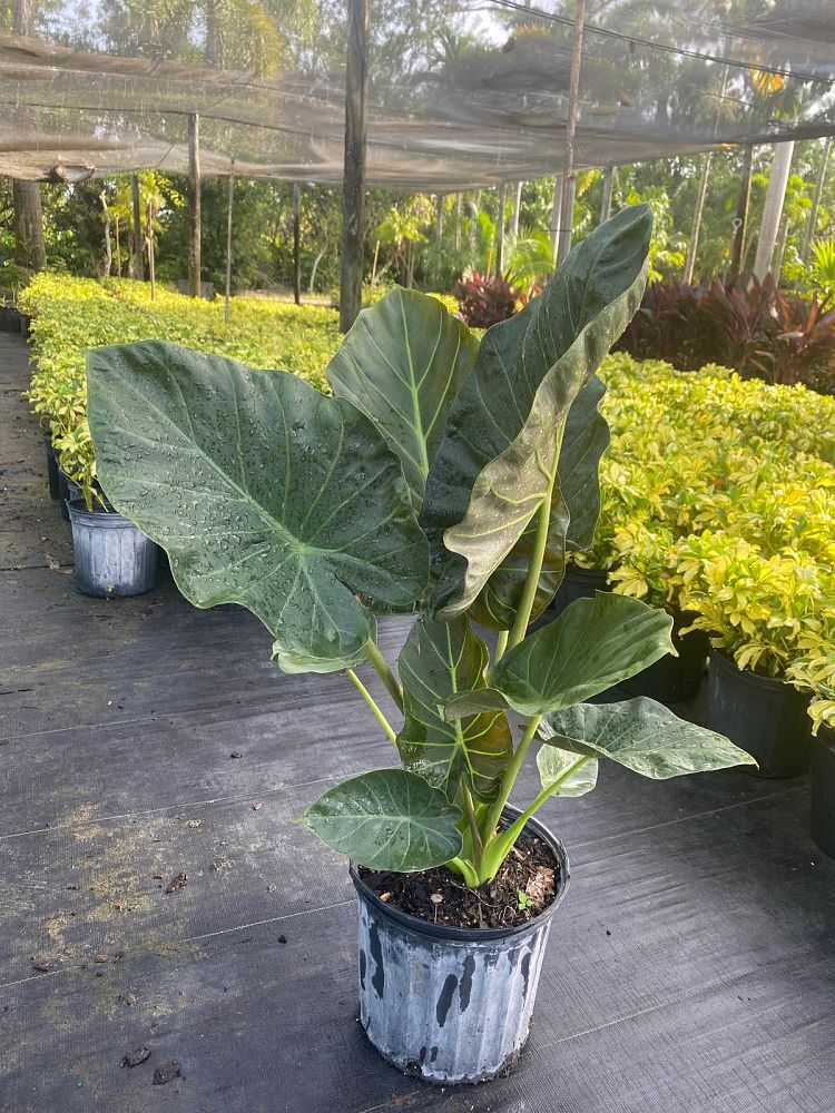 alocasia-low-rider-elephant-ear