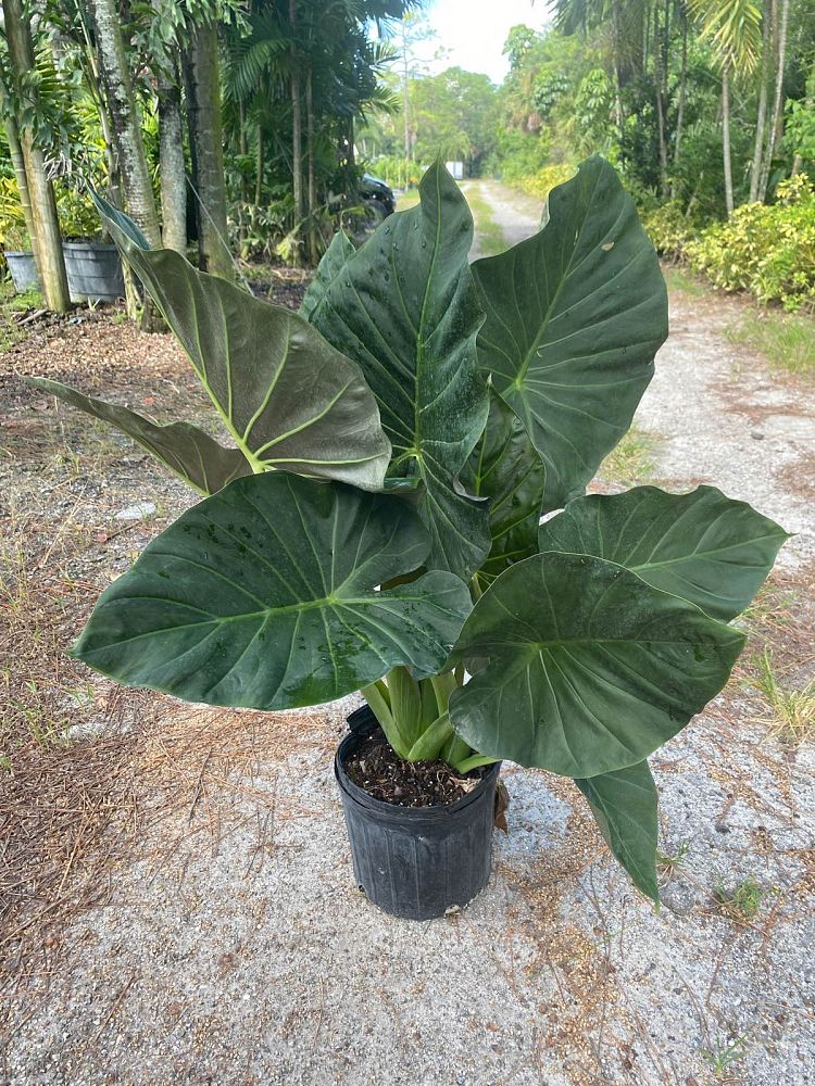 alocasia-low-rider-elephant-ear