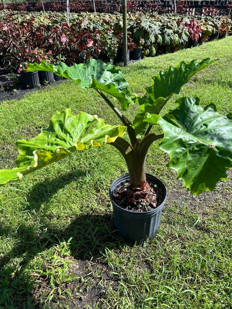 alocasia-low-rider-elephant-ear