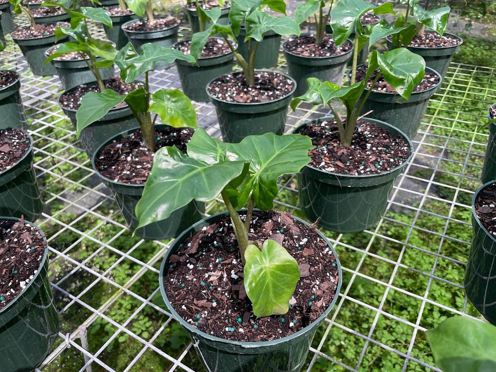 alocasia-low-rider-elephant-ear