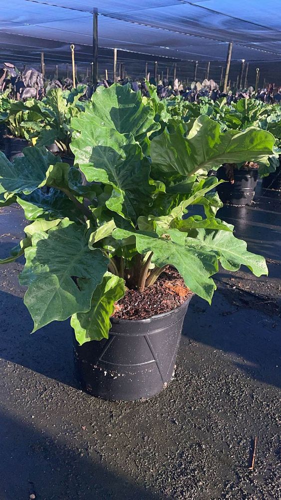 alocasia-low-rider-elephant-ear