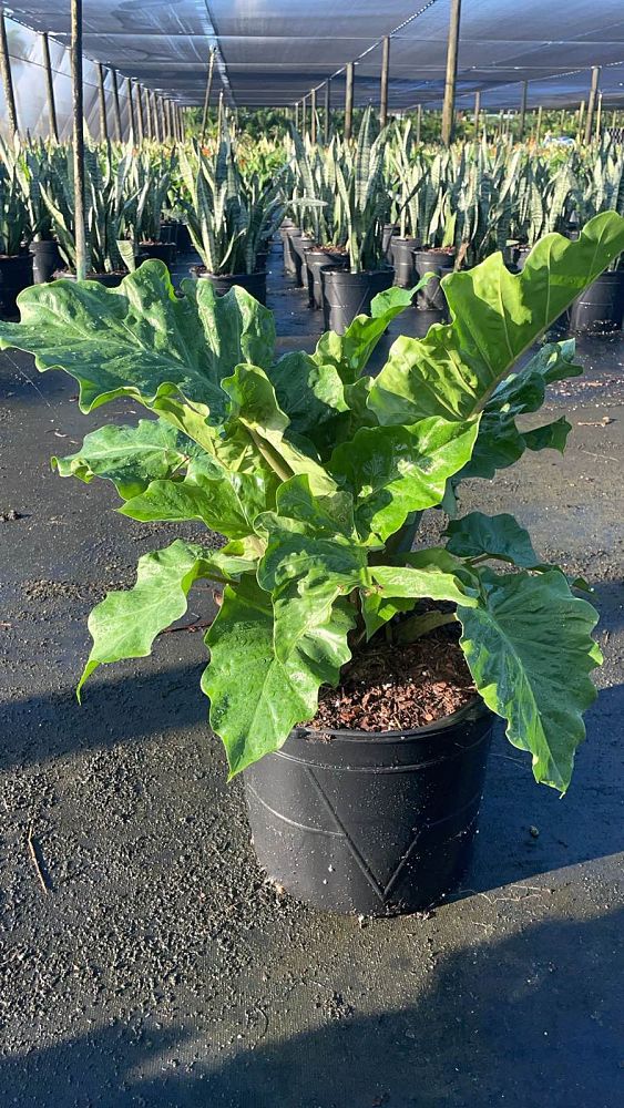 alocasia-low-rider-elephant-ear