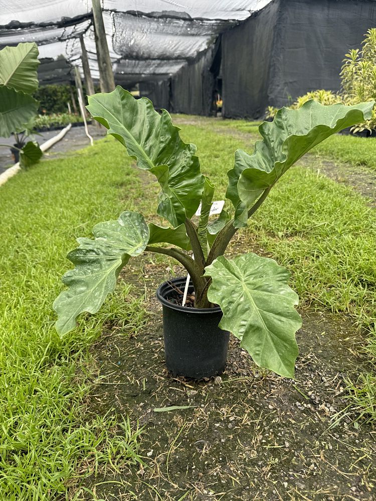 alocasia-low-rider-elephant-ear