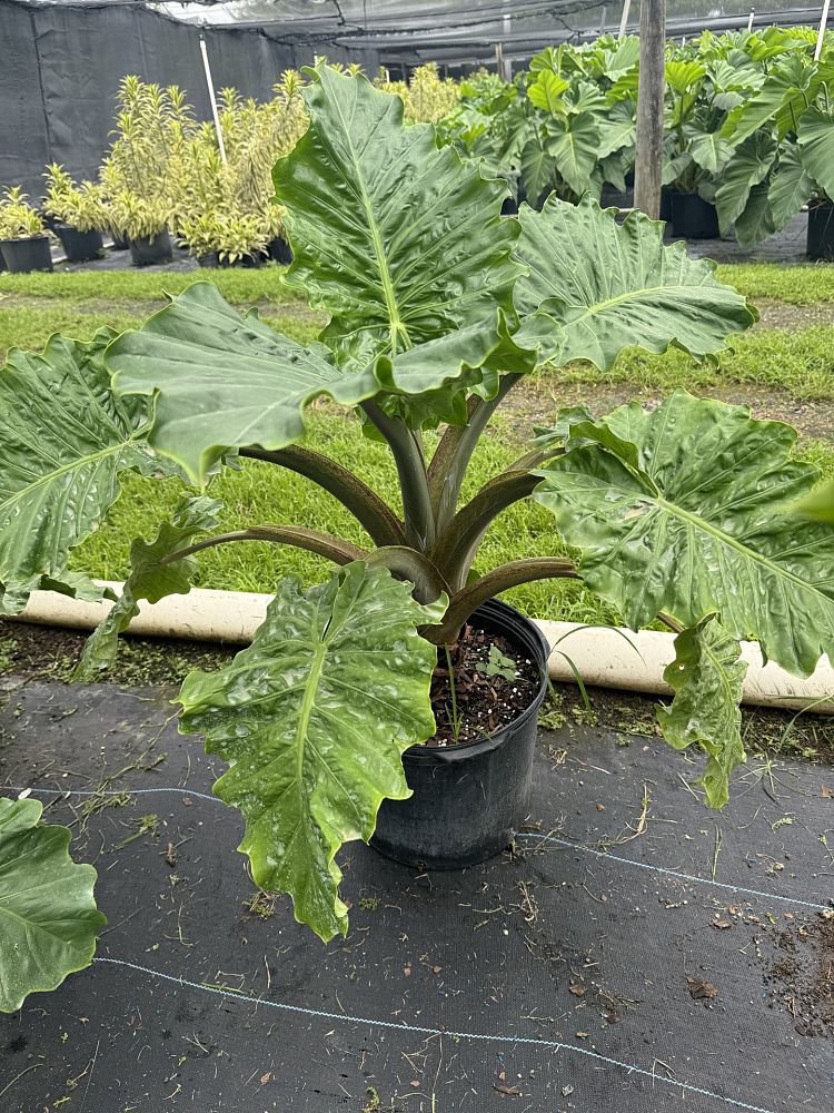 alocasia-low-rider-elephant-ear