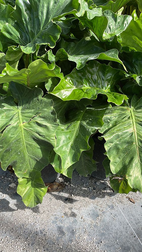 alocasia-low-rider-elephant-ear
