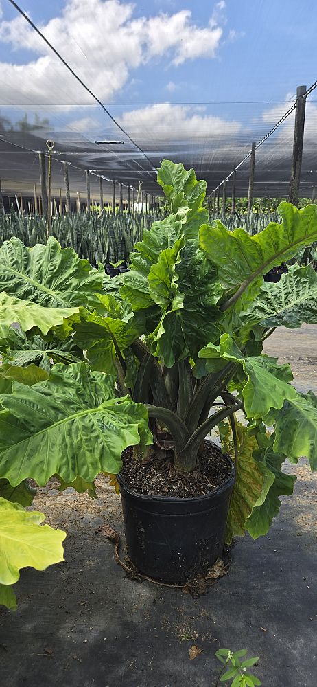 alocasia-low-rider-elephant-ear