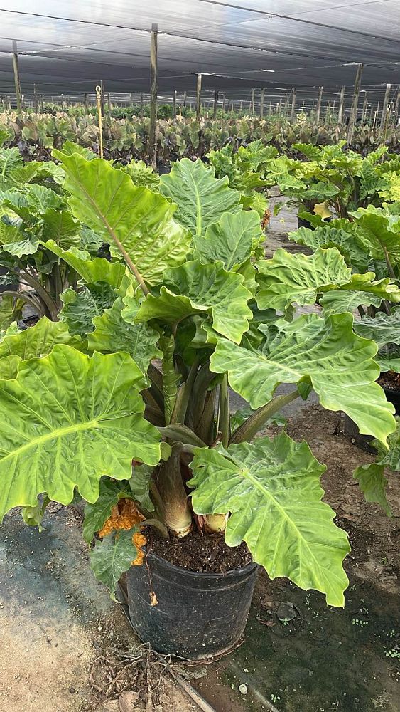 alocasia-low-rider-elephant-ear