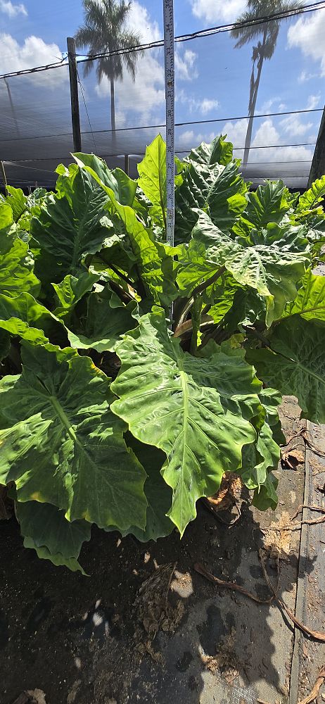 alocasia-low-rider-elephant-ear