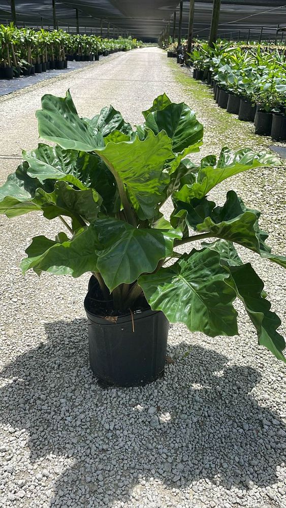 alocasia-low-rider-elephant-ear
