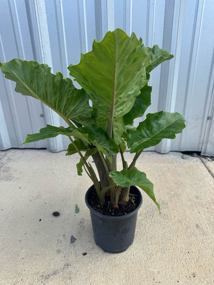 alocasia-low-rider-elephant-ear