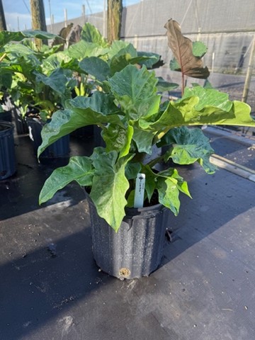 alocasia-low-rider-elephant-ear
