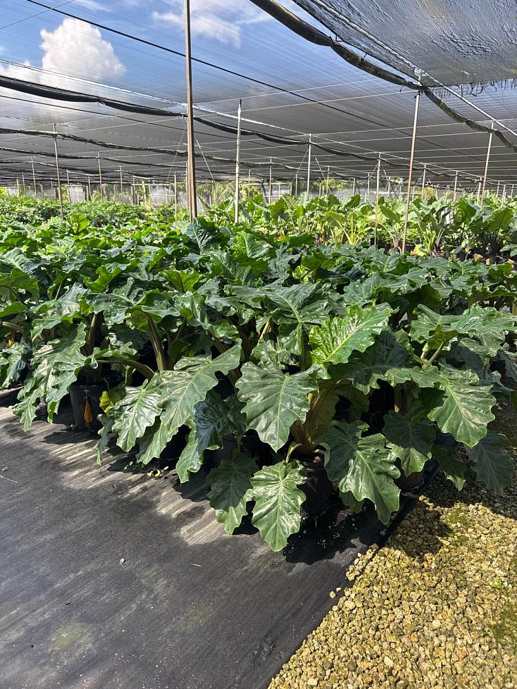alocasia-low-rider-elephant-ear