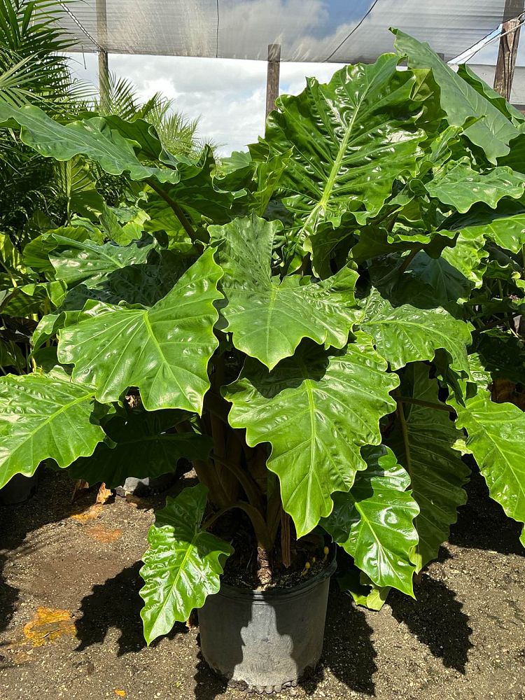 alocasia-low-rider-elephant-ear