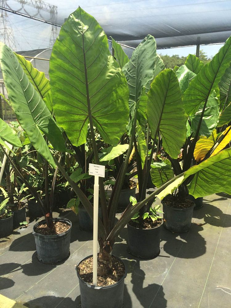 Alocasia macrorrhiza - Black Stem
