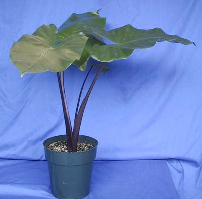 alocasia-macrorrhiza-black-stem-elephant-ear