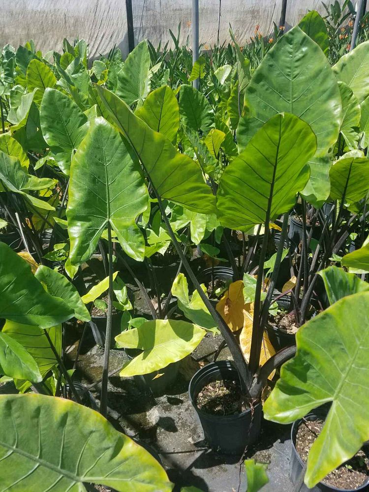 alocasia-macrorrhiza-black-stem-elephant-ear