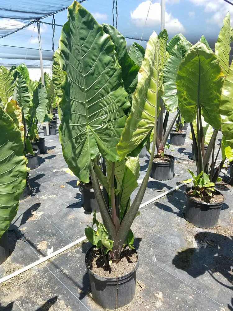 alocasia-macrorrhiza-black-stem-elephant-ear