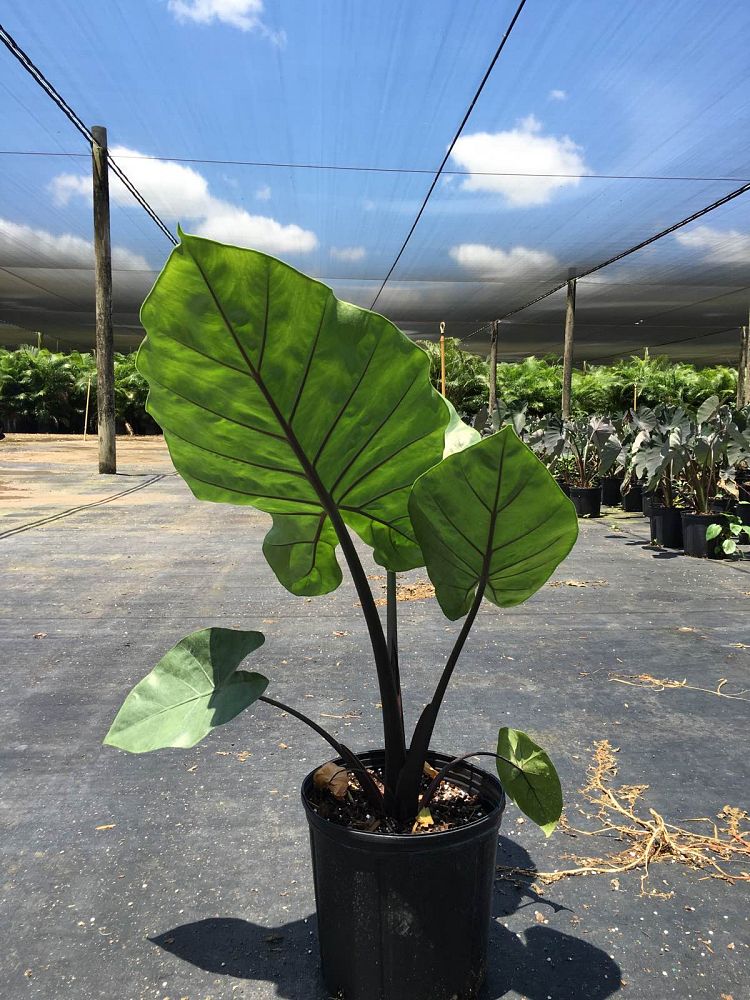 alocasia-macrorrhiza-black-stem-elephant-ear