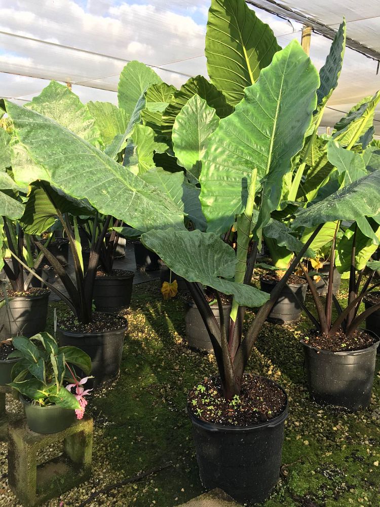 alocasia-macrorrhiza-black-stem-elephant-ear