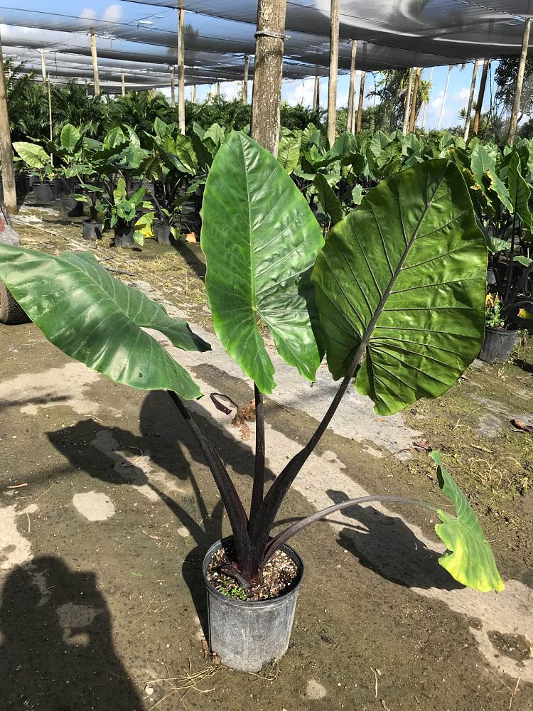 alocasia-macrorrhiza-black-stem-elephant-ear