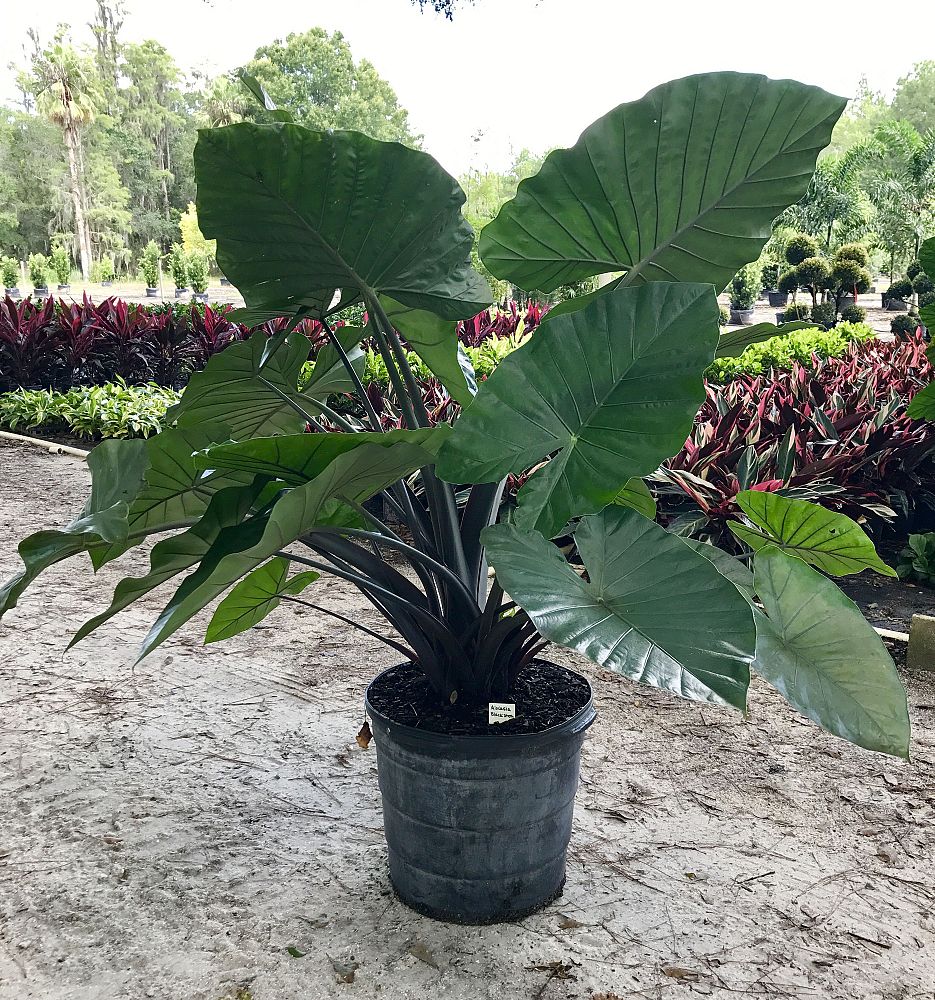 alocasia-macrorrhiza-black-stem-elephant-ear