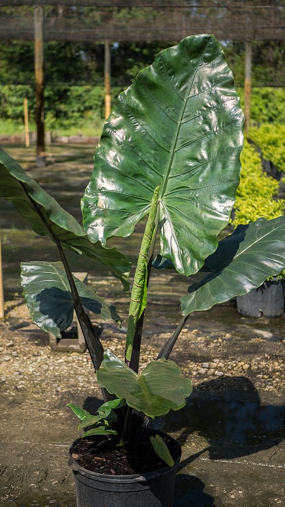 alocasia-macrorrhiza-black-stem-elephant-ear