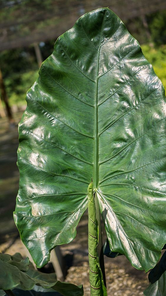 alocasia-macrorrhiza-black-stem-elephant-ear
