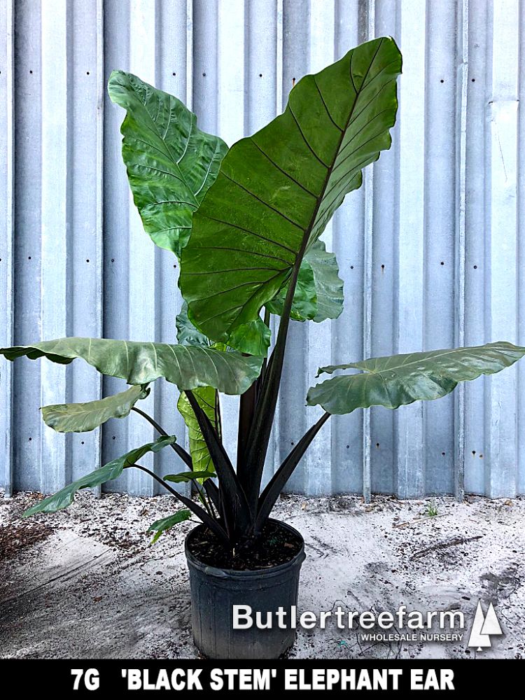 alocasia-macrorrhiza-black-stem-elephant-ear