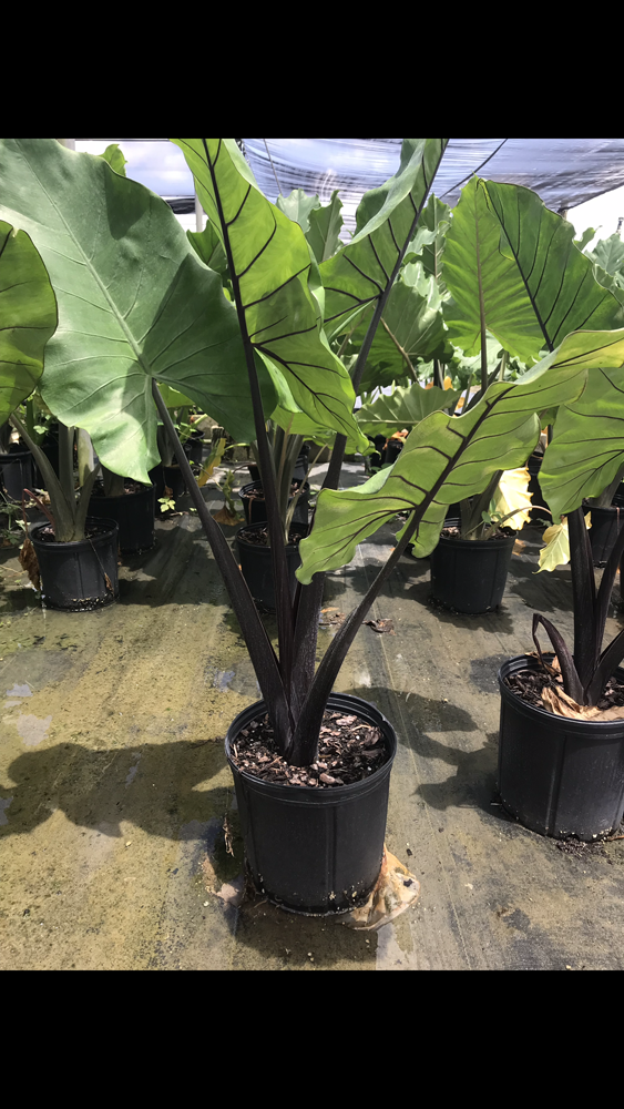 alocasia-macrorrhiza-black-stem-elephant-ear