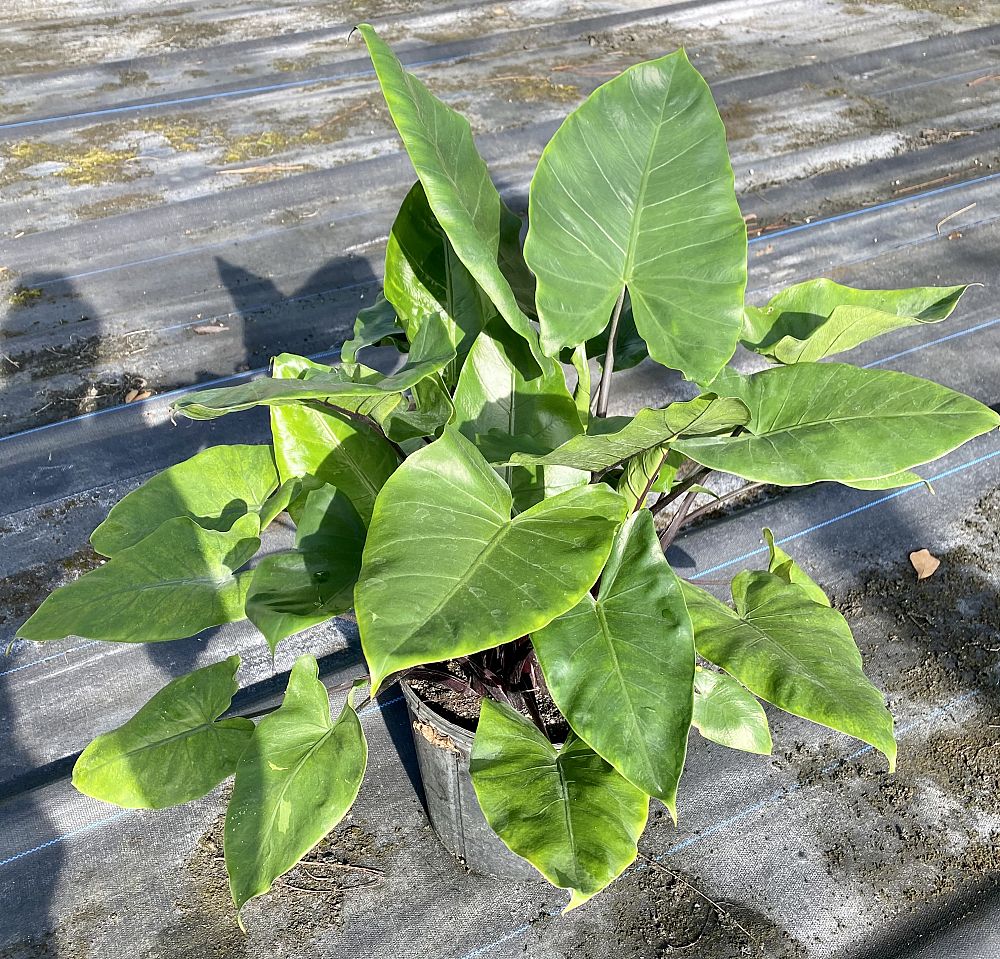 alocasia-macrorrhiza-black-stem-elephant-ear