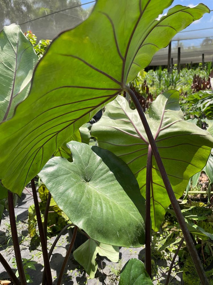 alocasia-macrorrhiza-black-stem-elephant-ear