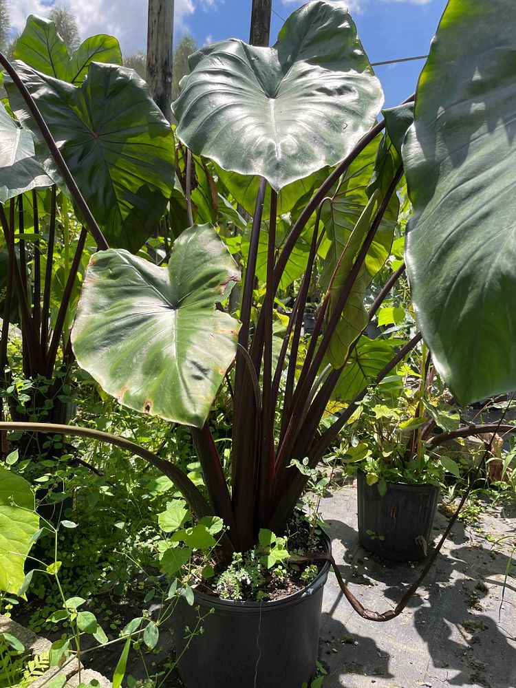alocasia-macrorrhiza-black-stem-elephant-ear