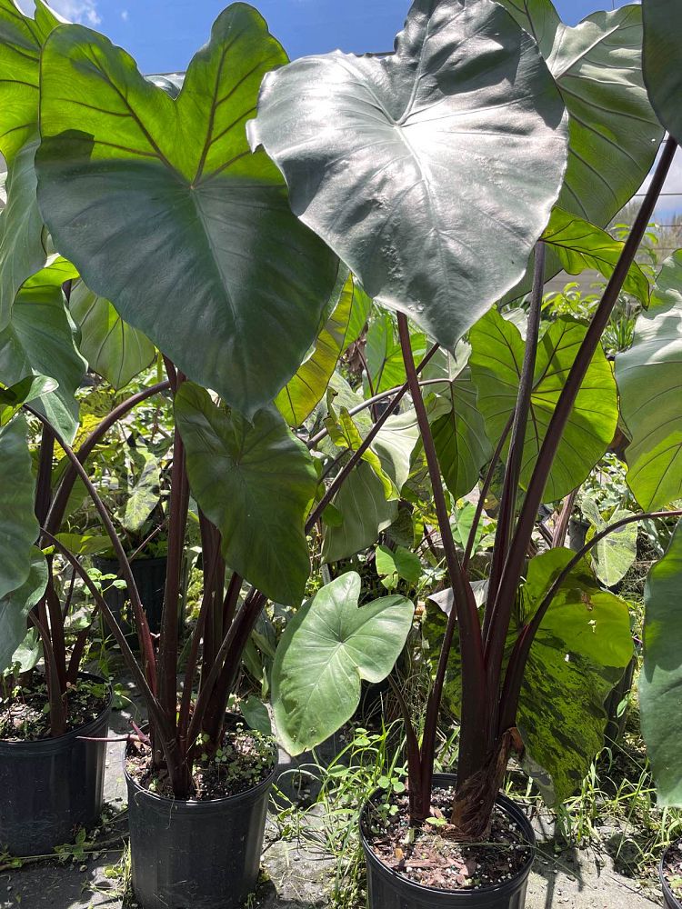 alocasia-macrorrhiza-black-stem-elephant-ear