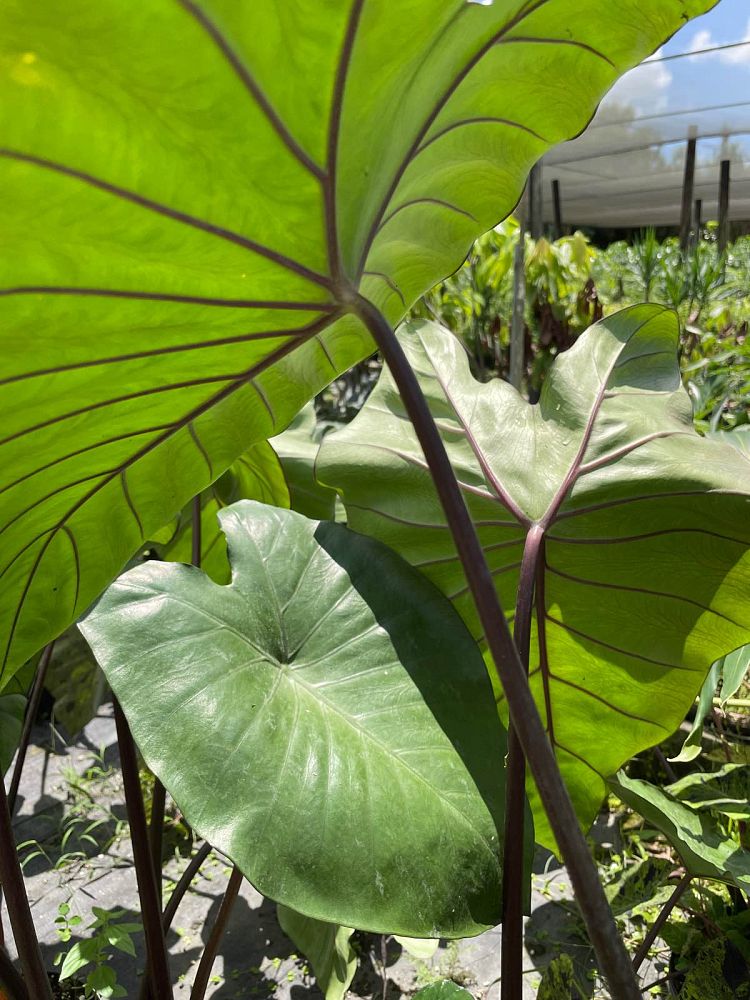 alocasia-macrorrhiza-black-stem-elephant-ear