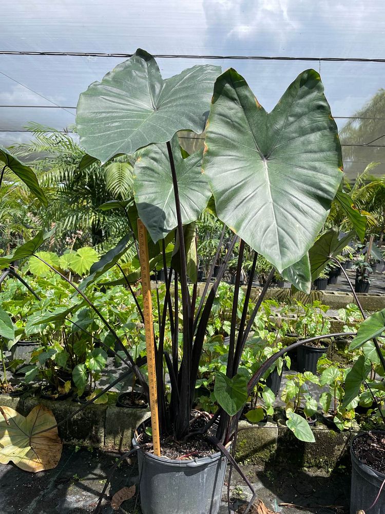 alocasia-macrorrhiza-black-stem-elephant-ear