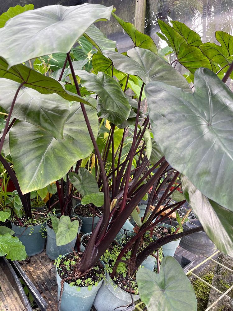 alocasia-macrorrhiza-black-stem-elephant-ear