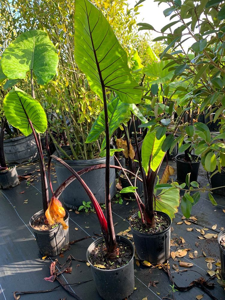 alocasia-macrorrhiza-black-stem-elephant-ear