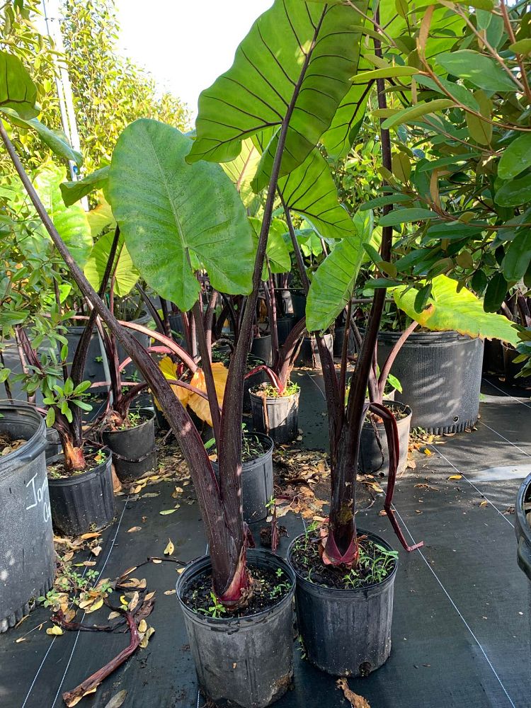 alocasia-macrorrhiza-black-stem-elephant-ear