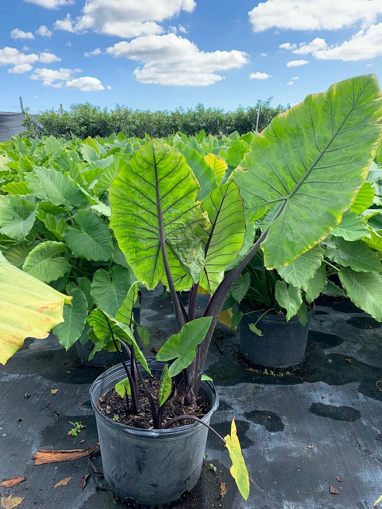 alocasia-macrorrhiza-black-stem-elephant-ear