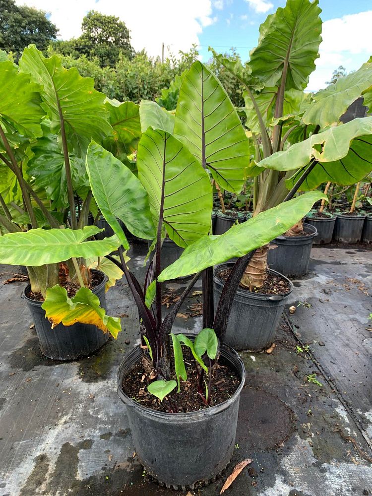 alocasia-macrorrhiza-black-stem-elephant-ear