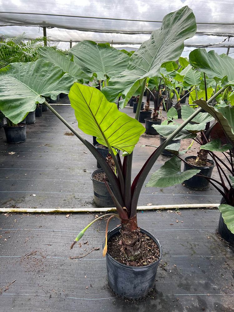 alocasia-macrorrhiza-black-stem-elephant-ear